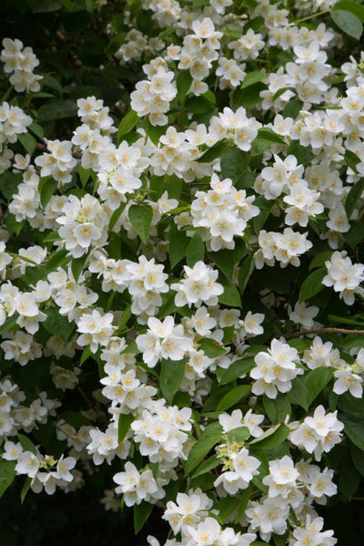 Jasmine