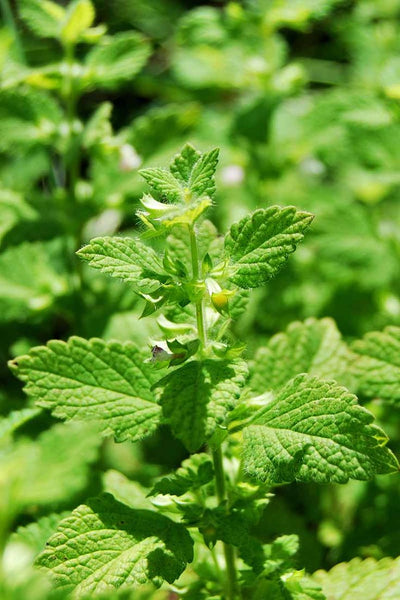 Lemon Balm