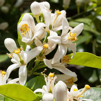 Neroli