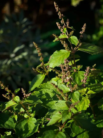Patchouli