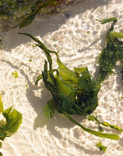 Seaweed