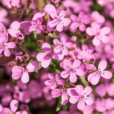 Soapwort