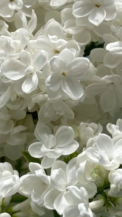White Florals